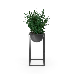 House Showpiece Plant